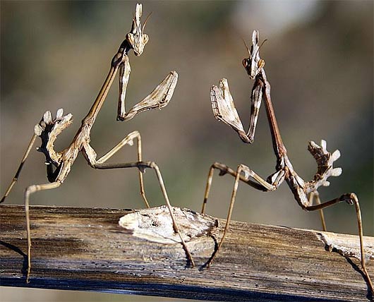 two-alienoid-praying-mantises-fighting